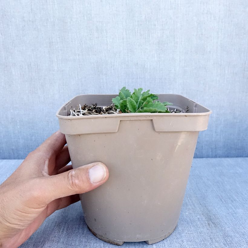 Amostra de Pavot d'Orient Little Dancing Girl - Papaver orientale Pot de 2L/3L tal como entregue no verão