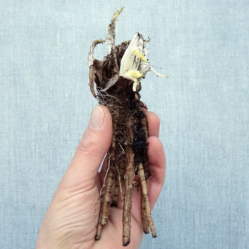 Amostra de Pavot d'Orient Manhattan - Papaver orientale Raízes nuas tal como entregue no inverno