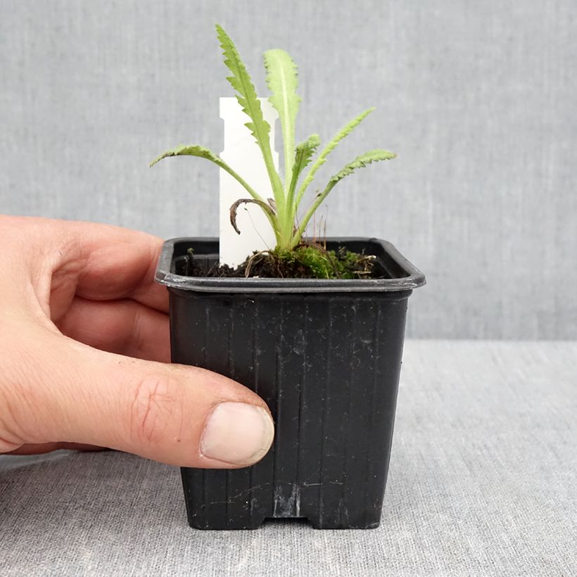 Amostra de Papoila-oriental Marlene Vaso de 8/9 cm tal como entregue na primavera