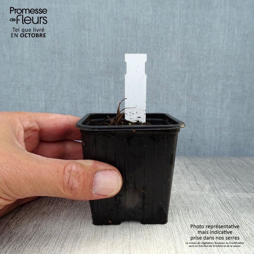 Amostra de Papoila-oriental Harvest Moon - Papaver orientale Vaso de 8/9 cm tal como entregue no outono