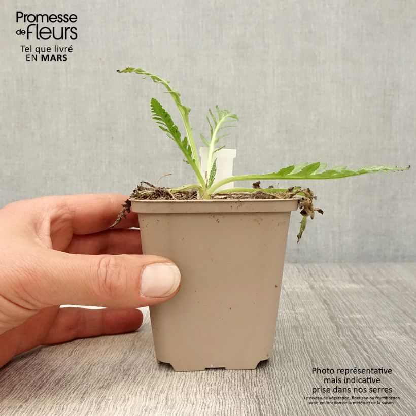 Amostra de Papoila-oriental Helen Elisabeth Vaso de 8/9 cm tal como entregue na primavera