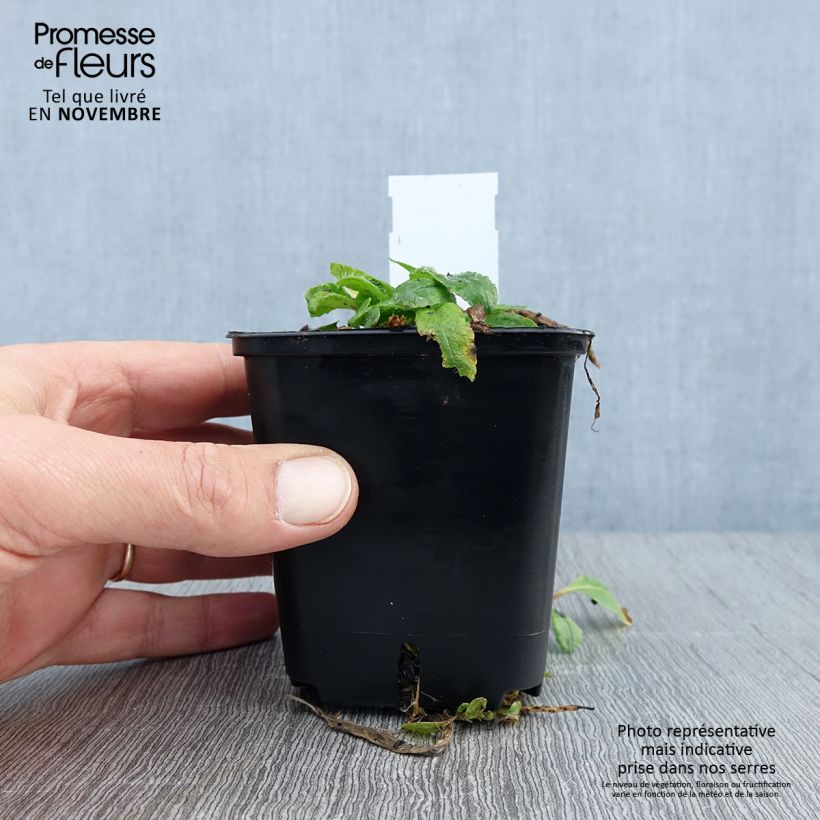 Amostra de Papoila-oriental May Queen Vaso de 8/9 cm tal como entregue no outono