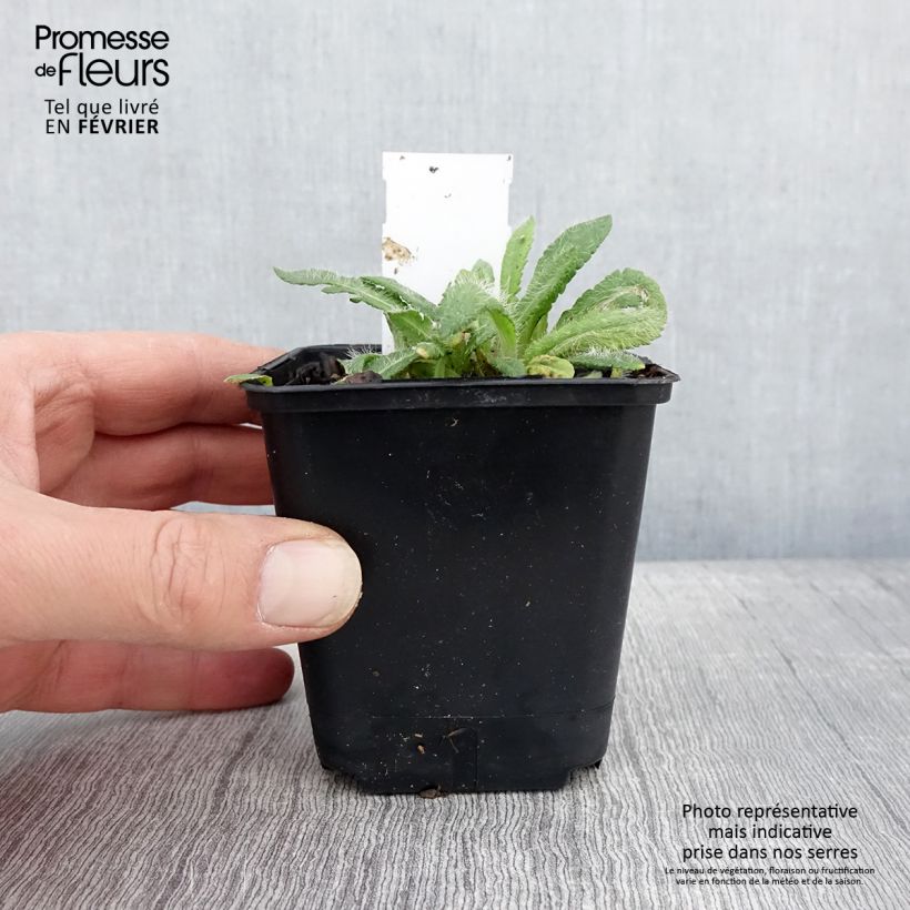 Amostra de Pavot d'Orient May Queen - Papaver orientale Godet de 8/9 cm tal como entregue no inverno