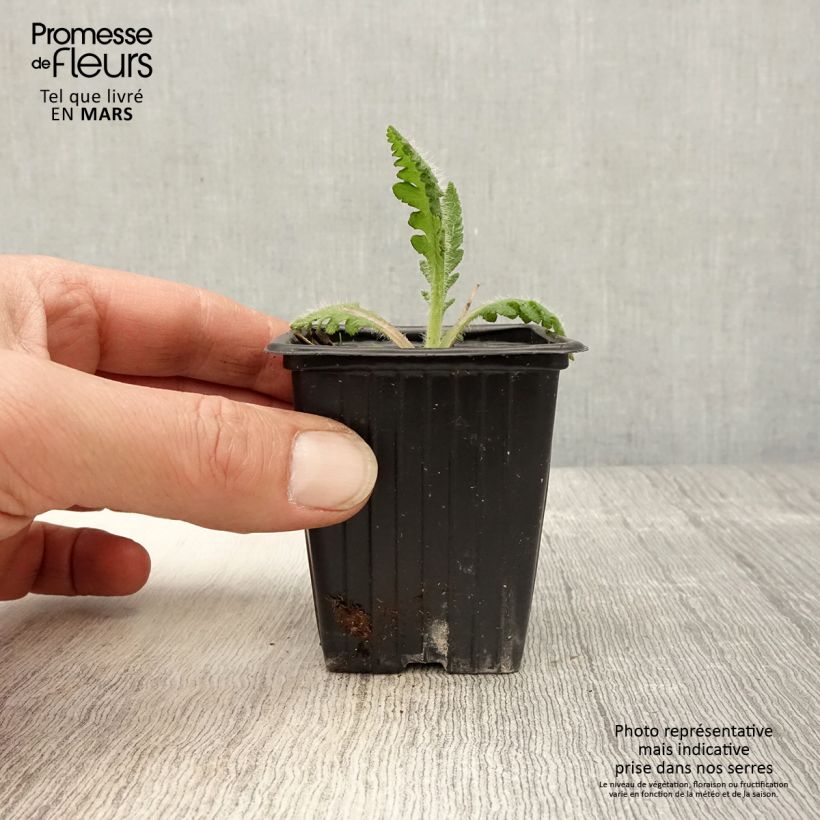 Amostra de Papoila-oriental Princess Victoria Louise Vaso de 7/8 cm tal como entregue na primavera