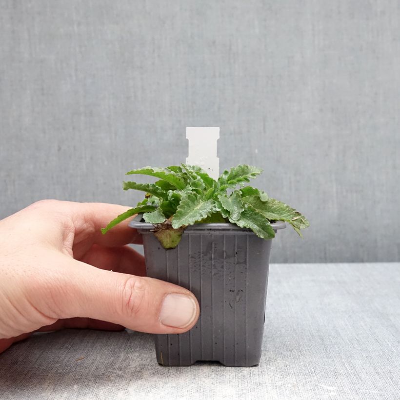 Amostra de Papoila-oriental Pink Perfection Vaso de 8/9 cm tal como entregue no inverno