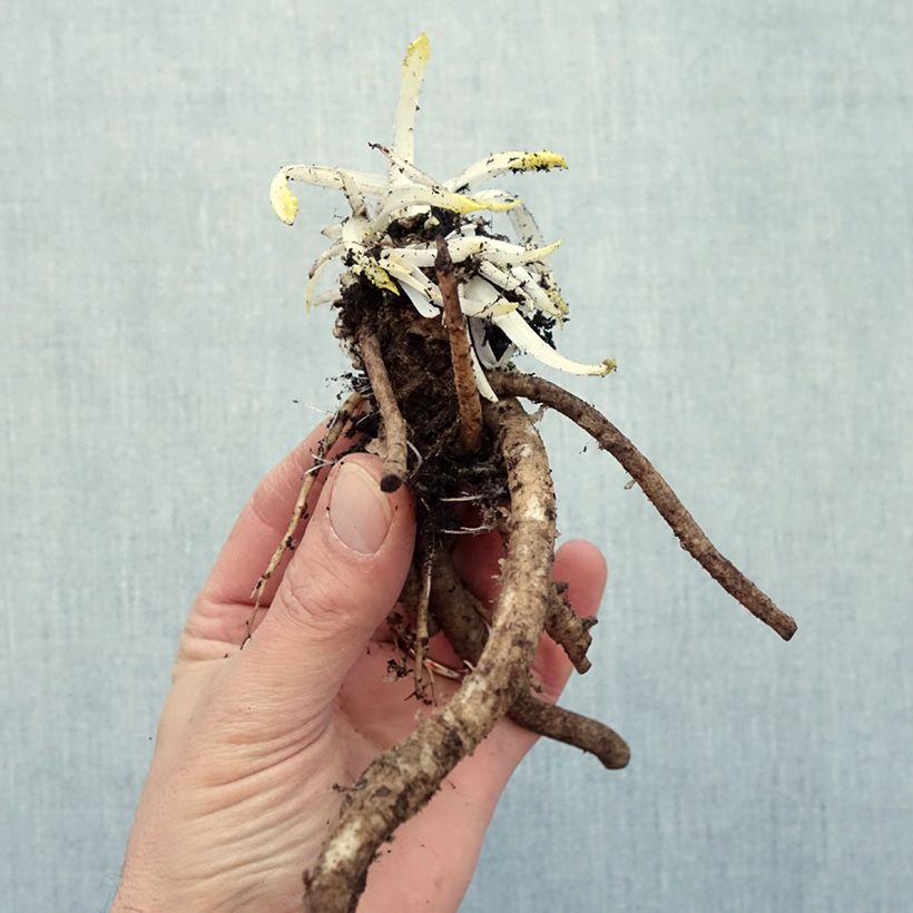 Amostra de Pavot d'Orient Place Pigalle - Papaver orientale Petites Racines nues tal como entregue no inverno