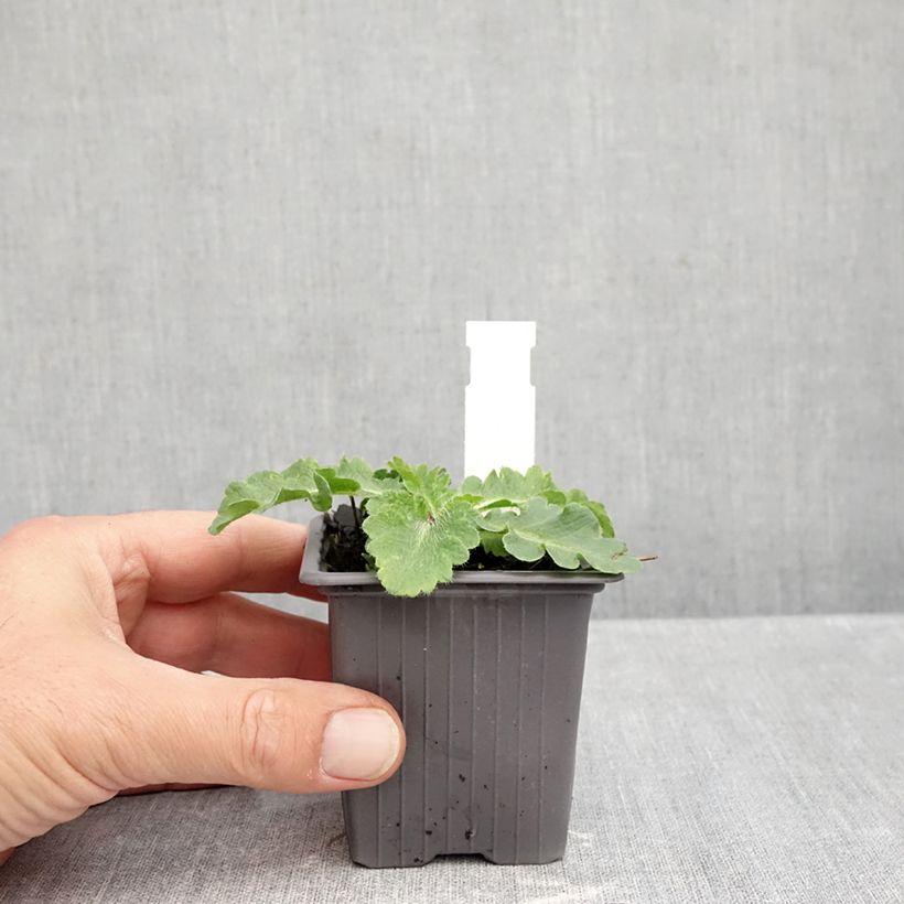 Amostra de Pavot d'Orient Red Rumble - Papaver orientale Vaso de 8/9 cm tal como entregue no outono