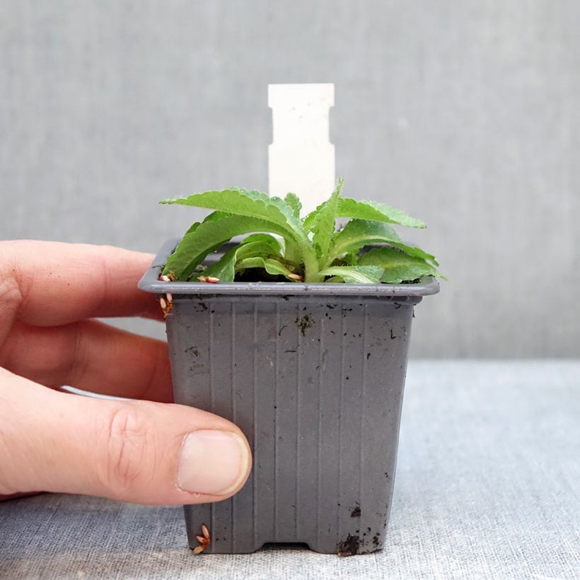 Amostra de Papoila-oriental Red Rumble Vaso de 8/9 cm tal como entregue no inverno