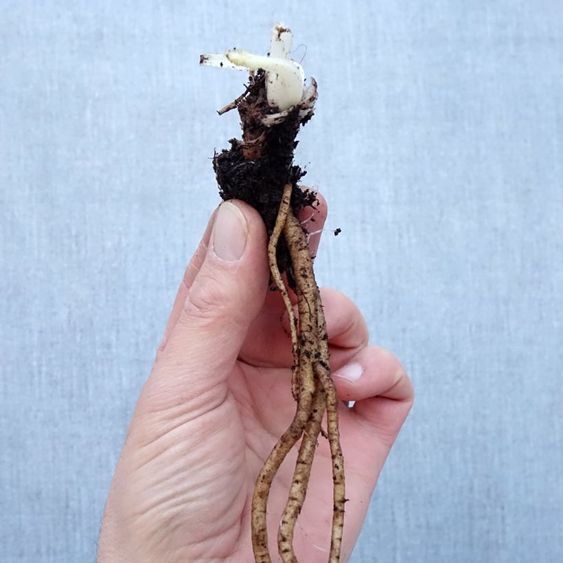 Amostra de Papoila-oriental Royal Chocolate Distinction Raízes nuas tal como entregue no inverno