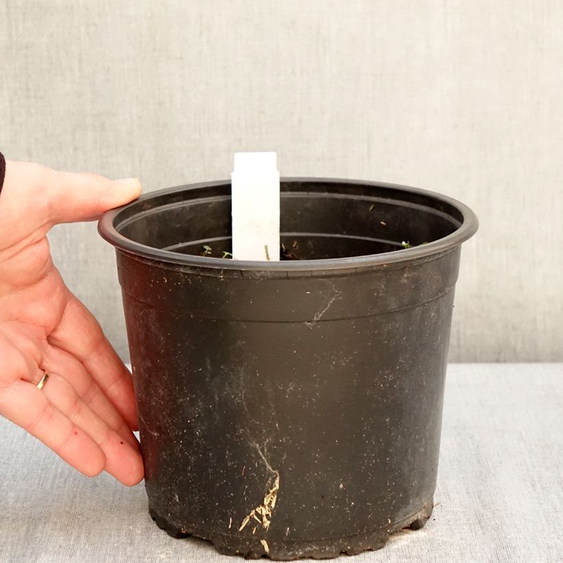 Amostra de Papoila-oriental Royal Chocolate Distinction Vaso de 2 L/3 L tal como entregue no inverno