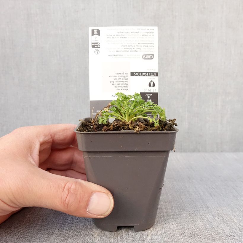 Amostra de Pavot des Alpes - Papaver alpinum Godet de 8/9 cm tal como entregue no inverno