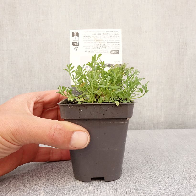 Amostra de Papaver alpinum Vaso de 8/9 cm tal como entregue na primavera