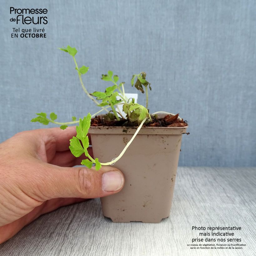 Amostra de Meconopsis cambrica Vaso de 8/9 cm tal como entregue no outono
