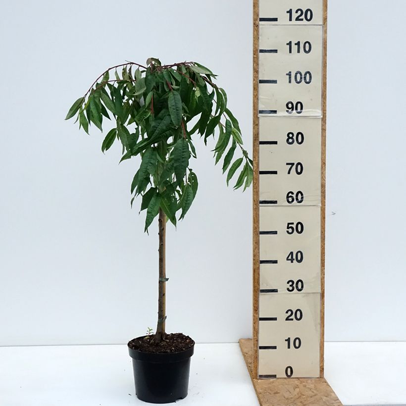 Amostra de Prunus persica Melred Weeping Vaso de 4 L/5 L, Haste tal como entregue no outono
