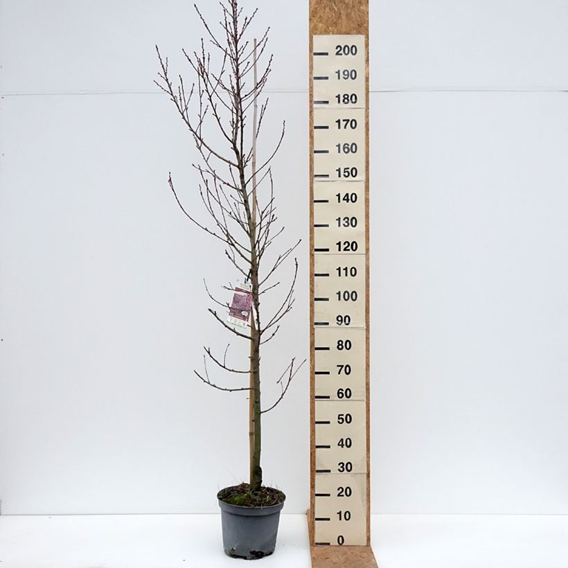 Amostra de Prunus persica Taoflora Pink Vaso de 7,5 L/10 L, Brasão tal como entregue no outono