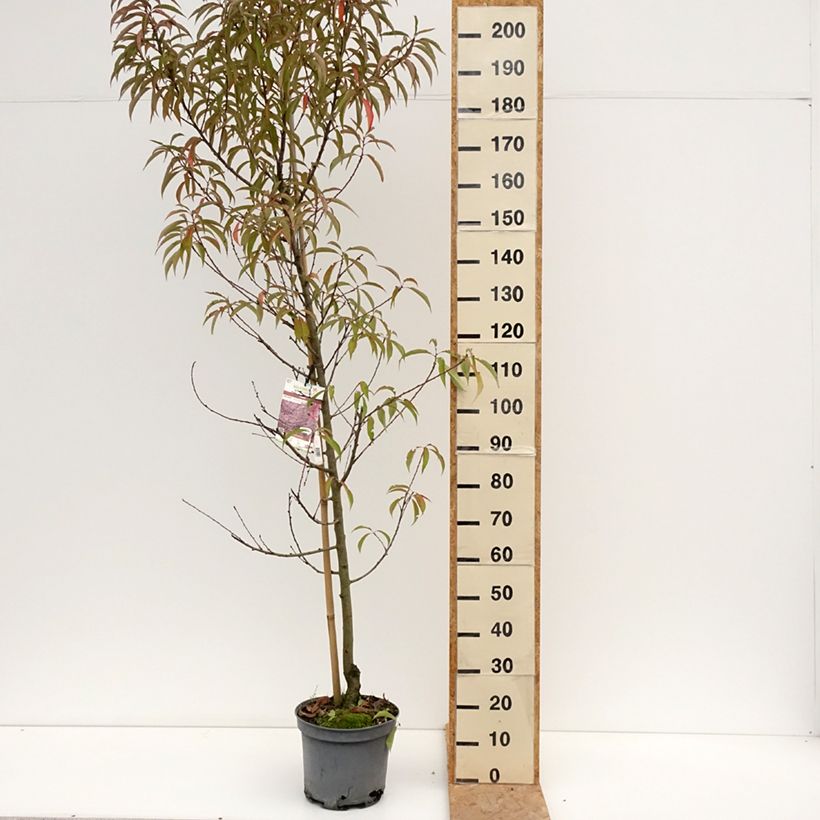 Amostra de Prunus persica Taoflora Pink Vaso de 7,5 L/10 L, Brasão tal como entregue no verão
