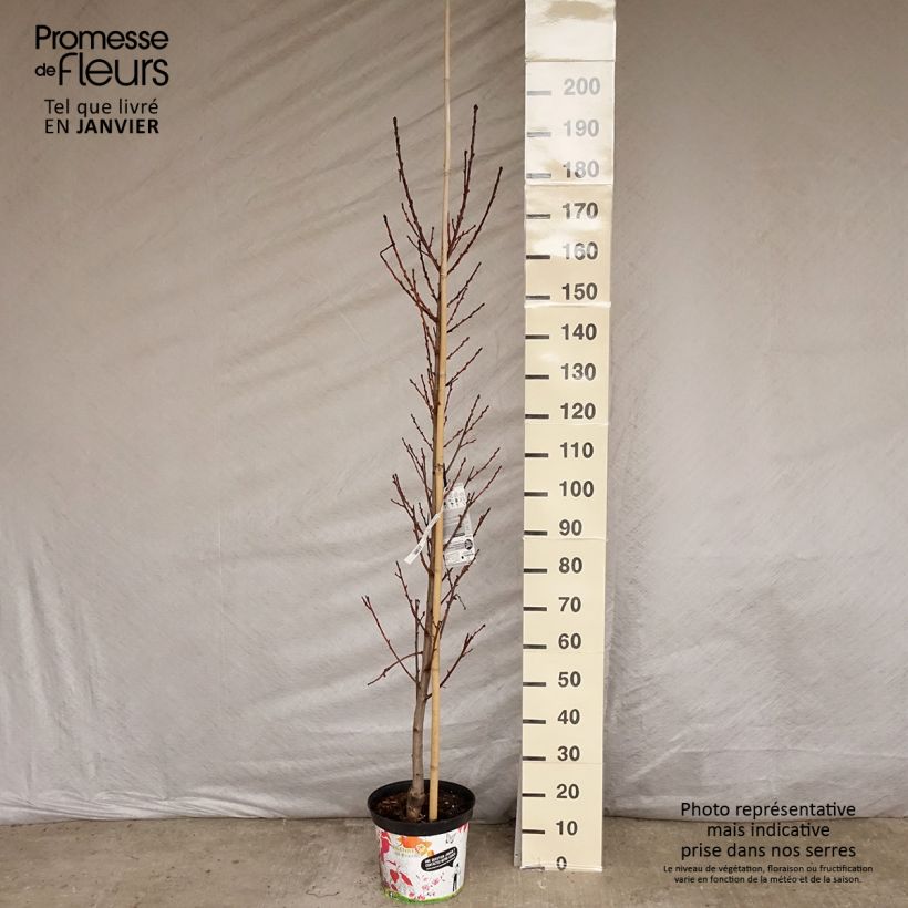 Amostra de Pêcher à fleurs - Prunus persica Taoflora Red Vaso de 7,5 L/10 L tal como entregue no inverno