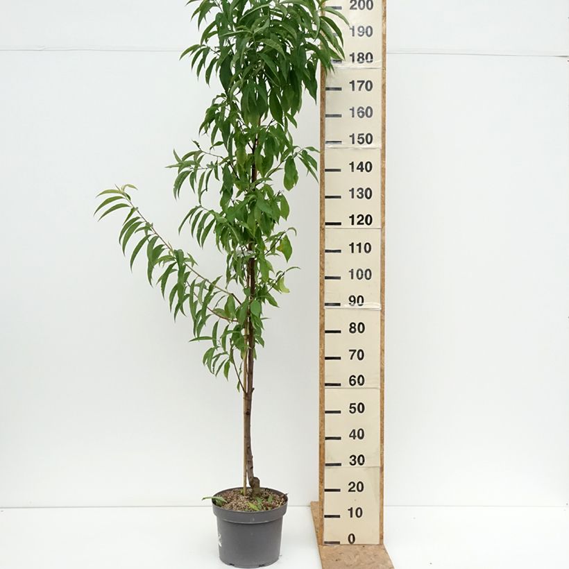 Amostra de Prunus persica Taoflora Red Vaso de 7,5 L/10 L, Brasão tal como entregue no verão