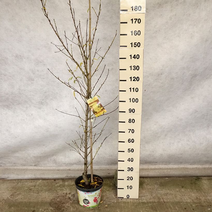 Amostra de Prunus persica Taoflora White Vaso de 7,5 L/10 L, Brasão tal como entregue no outono