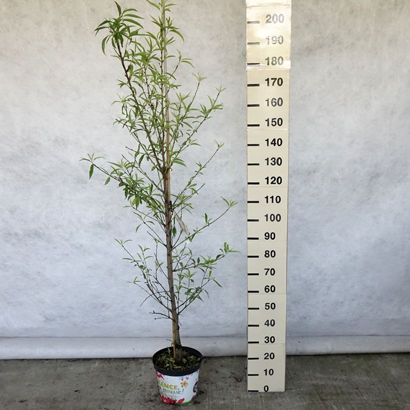 Amostra de Prunus persica Taoflora White Vaso de 7,5 L/10 L, Brasão tal como entregue no verão