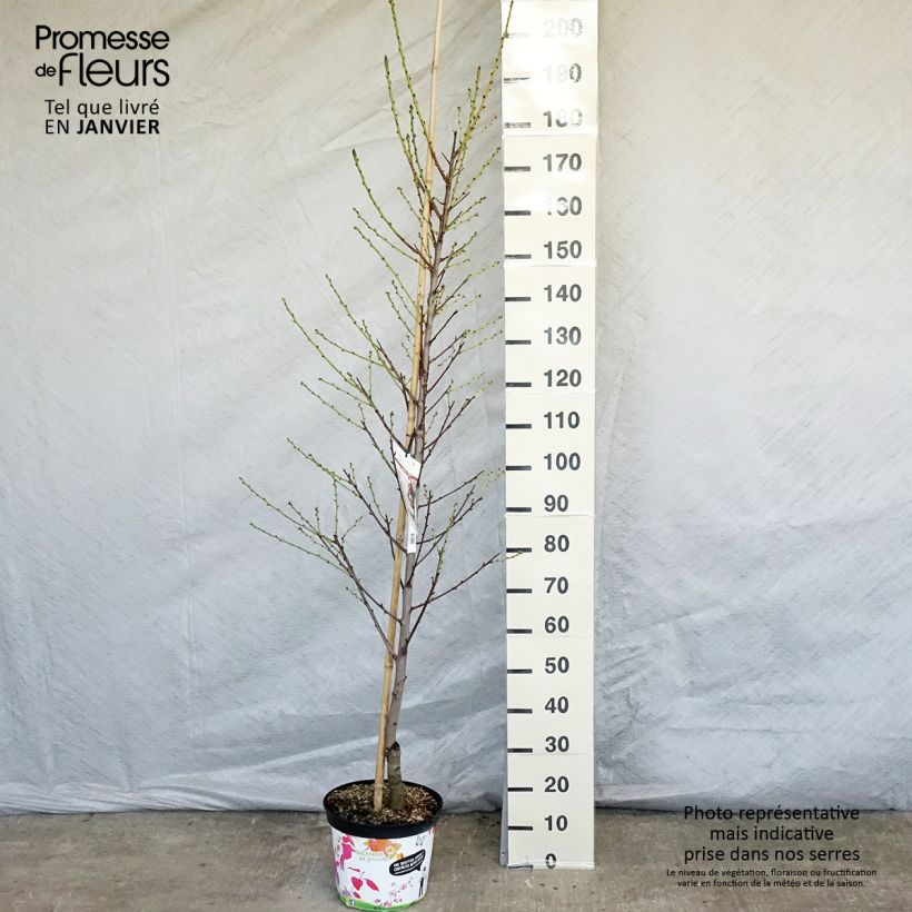 Amostra de Pêcher à fleurs - Prunus persica Taoflora White Vaso de 7,5 L/10 L tal como entregue no inverno