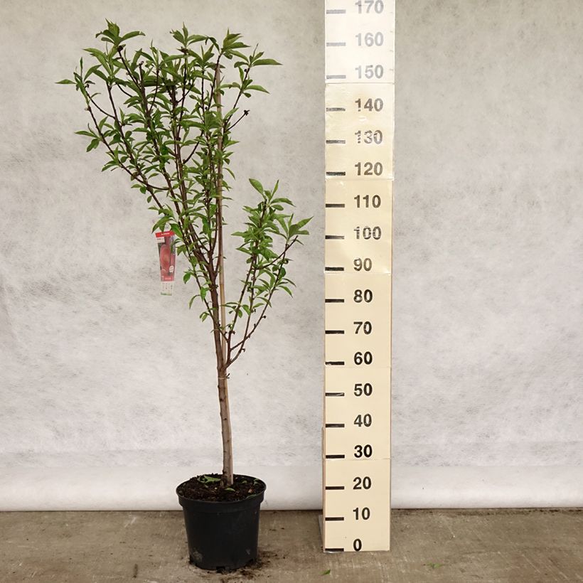 Amostra de Pessegueiro Amsden - Prunus persica Vaso de 7,5 L/10 L, Copo tal como entregue na primavera