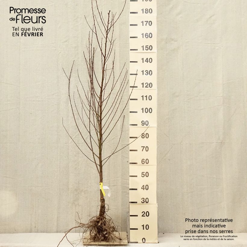 Amostra de Pêcher Amsden Raízes nuas, Copo tal como entregue no inverno