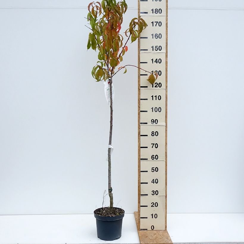 Amostra de Pessegueiro Amsden - Prunus persica Vaso de 7,5 L/10 L, Meia haste tal como entregue no verão