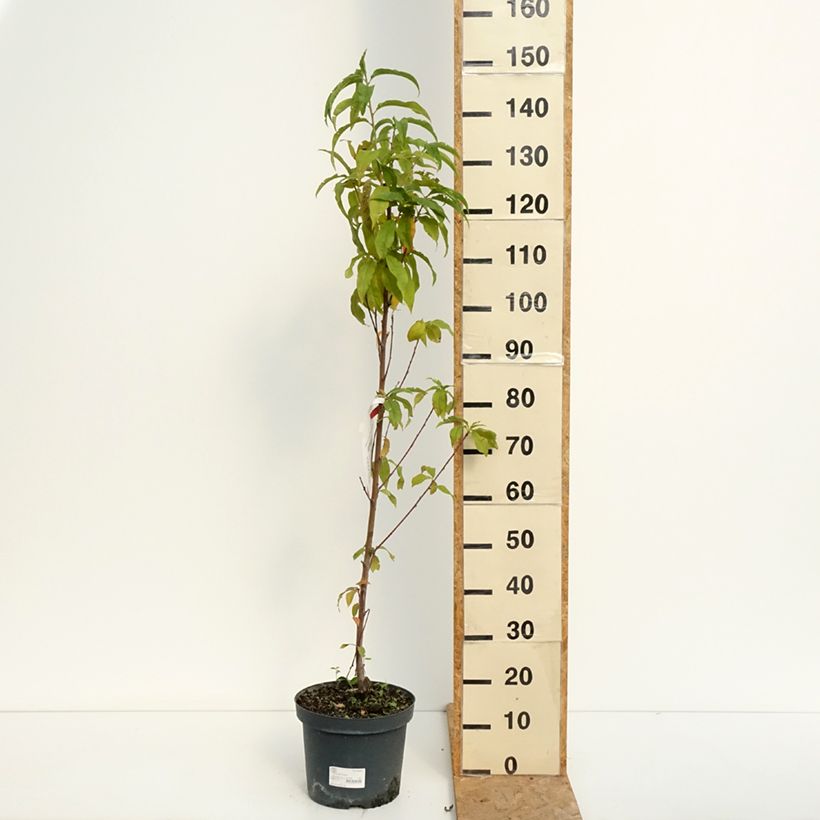 Amostra de Pessegueiro Amsden - Prunus persica Vaso de 7,5 L/10 L, Copo tal como entregue no verão
