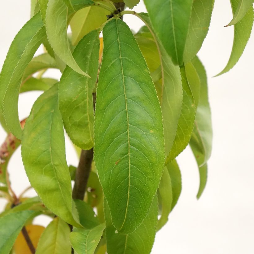 Pessegueiro Amsden - Prunus persica (Folhagem)