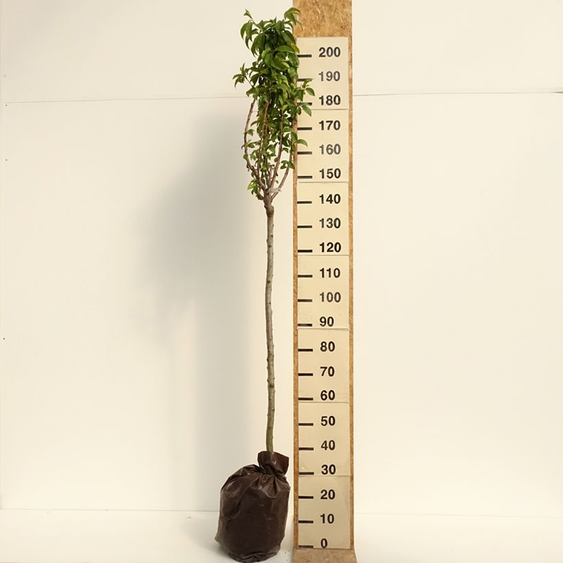 Amostra de Pessegueiro Andromède - Prunus persica Torrão "Pronto a plantar", Meia haste tal como entregue no verão