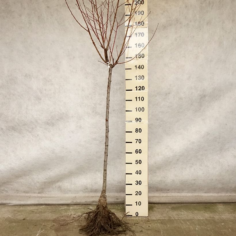 Amostra de Pêcher Andromède - Prunus persica Grandes Racines nues, Demi-Tige tal como entregue no outono