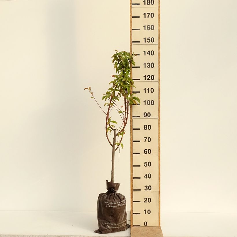Amostra de Pessegueiro Andromède - Prunus persica Torrão "Pronto a plantar", Copo tal como entregue no verão