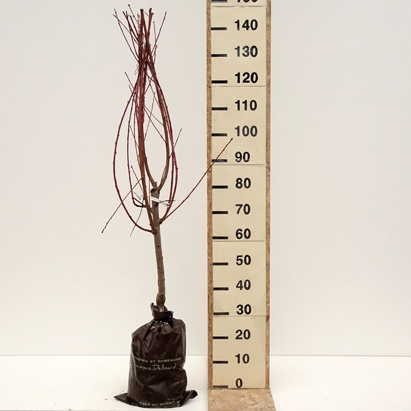 Amostra de Pessegueiro Andromède - Prunus persica Torrão "Pronto a plantar", Copo tal como entregue no inverno