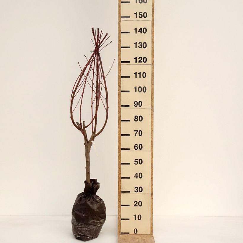 Amostra de Pessegueiro Andromède - Prunus persica Torrão "Pronto a plantar", Copo tal como entregue na primavera