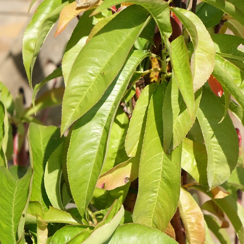Pessegueiro Andromède - Prunus persica (Folhagem)