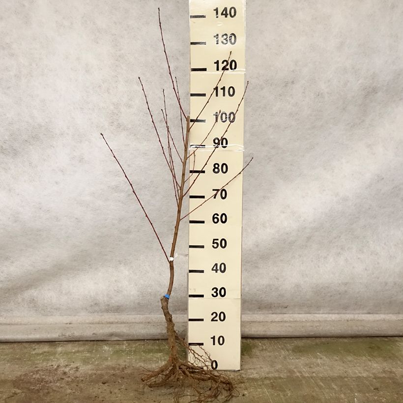 Amostra de Pêcher Andromède - Prunus persica Grandes Racines nues, Gobelet tal como entregue no outono