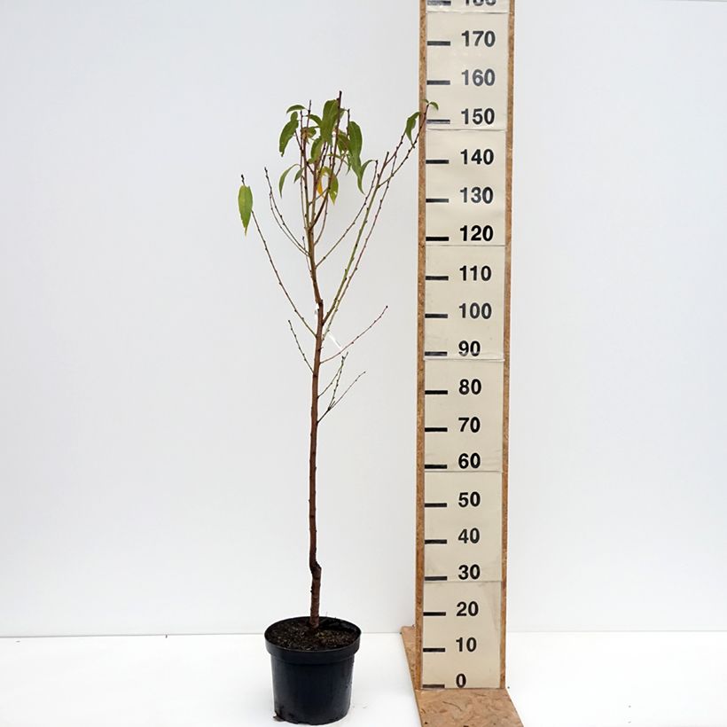 Amostra de Pessegueiro Bénédicte - Prunus persica Vaso de 7,5 L/10 L, Copo tal como entregue no outono