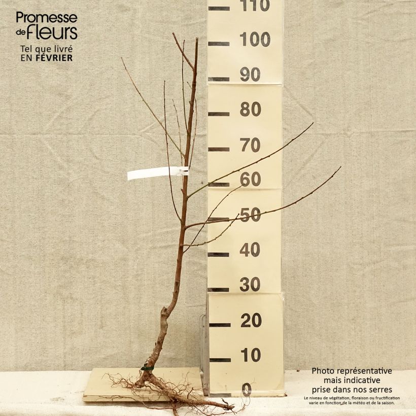 Amostra de Pêcher Charles Ingouf - Prunus persica Raízes nuas, Copo tal como entregue no inverno