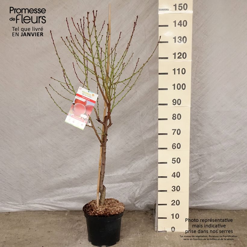 Amostra de Pêcher Charles Ingouf - Prunus persica Vaso de 7,5 L/10 L, Copo tal como entregue no inverno