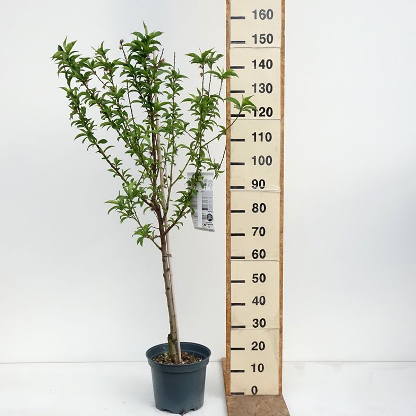 Amostra de Pessegueiro Charles Ingouf - Prunus persica Vaso de 7,5 L/10 L, Copo tal como entregue na primavera