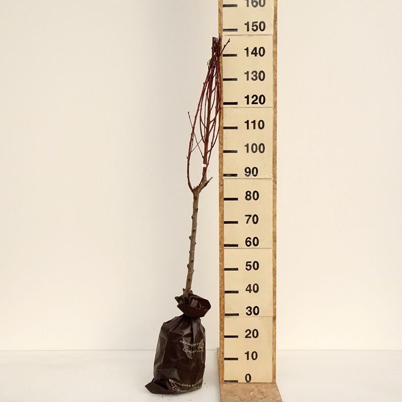 Amostra de Pessegueiro-de-vinha Vinha Branca - Prunus persica Torrão "Pronto a plantar", Copo tal como entregue na primavera