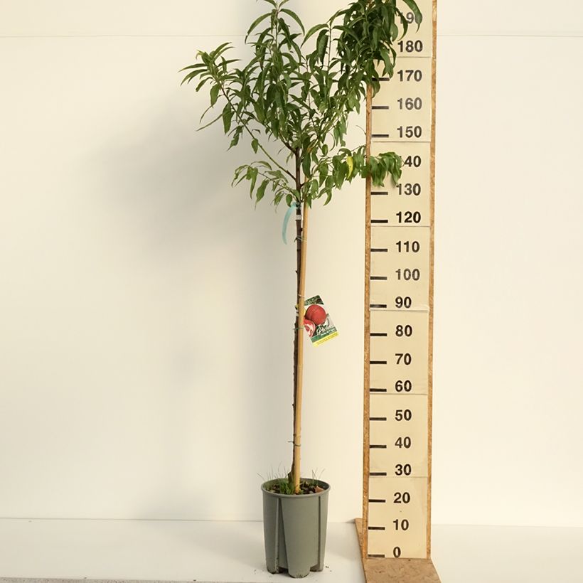 Amostra de Pêcher de Vigne blanche - Pêche de vigne Vaso de 12 L/15 L, Meia haste tal como entregue no verão