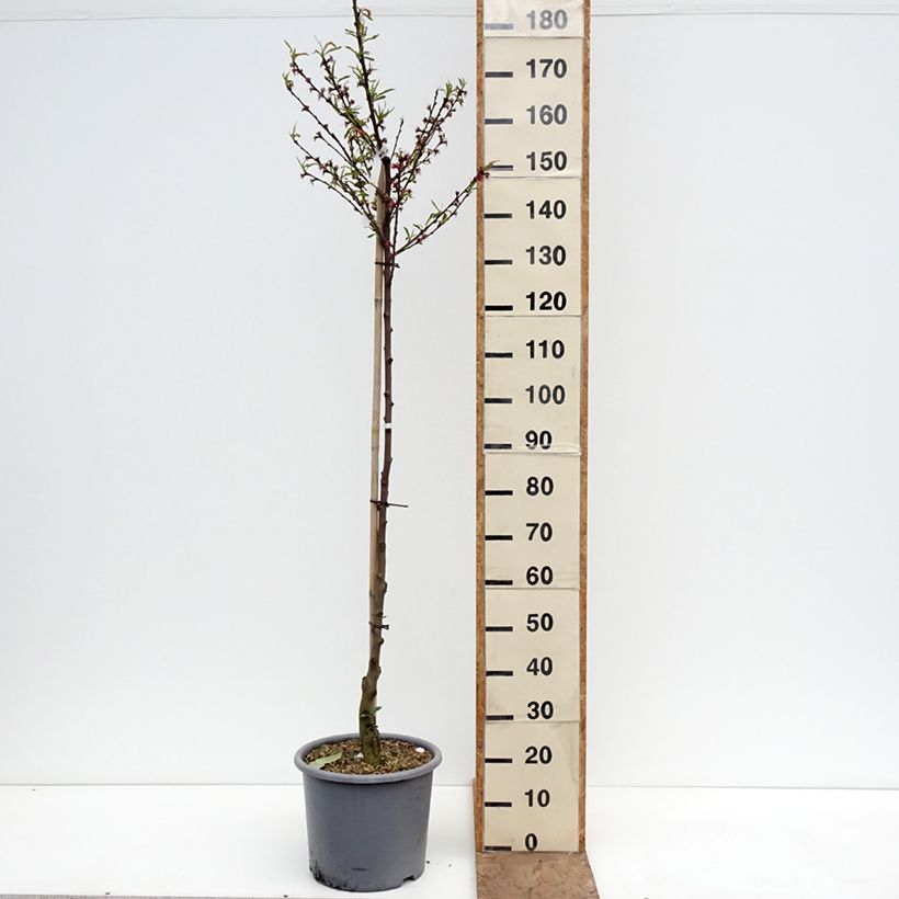 Amostra de Pessegueiro-de-vinha Vinha Branca - Prunus persica Vaso de 12 L/15 L, Meia haste tal como entregue na primavera