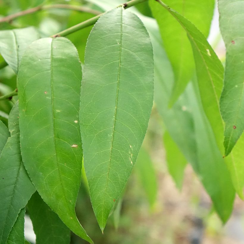 Pessegueiro-de-vinha Vinha Branca - Prunus persica (Folhagem)
