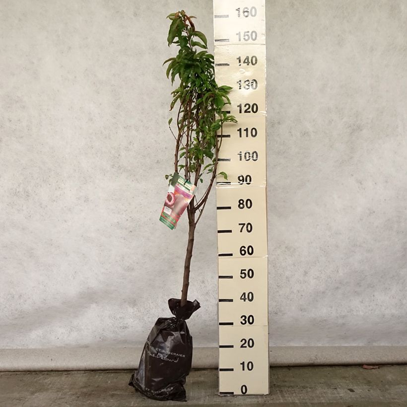 Amostra de Pessegueiro-de-vinha Sanguine - Prunus persica Torrão "Pronto a plantar", Copo tal como entregue no verão