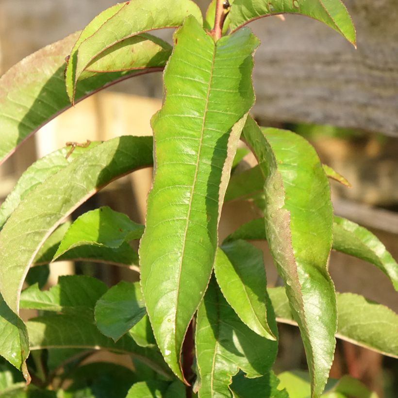 Pessegueiro-de-vinha Sanguine - Prunus persica (Folhagem)