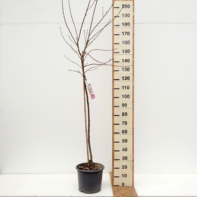 Amostra de Pêcher de Vigne Sanguine - Pêche de Vigne Vaso de 7,5 L/10 L, Copo tal como entregue no outono