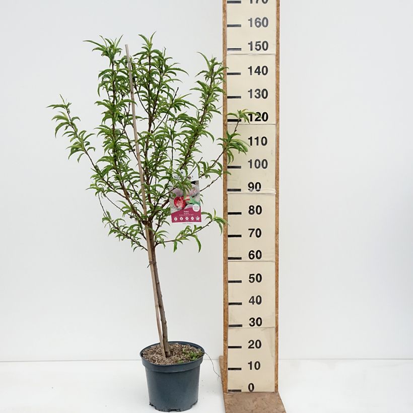 Amostra de Pessegueiro-de-vinha Sanguine - Prunus persica Vaso de 7,5 L/10 L, Copo tal como entregue na primavera