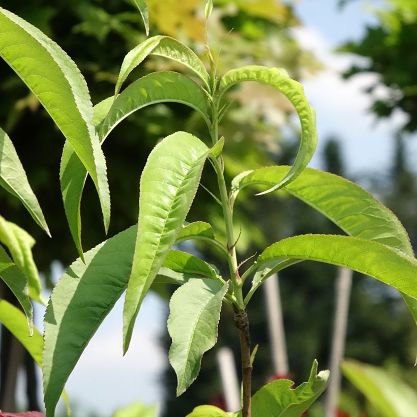 Pessegueiro Dixired - Prunus persica (Folhagem)